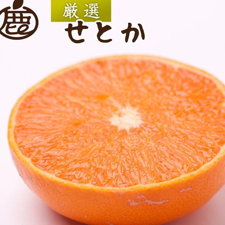 <2月より発送>厳選 せとか1kg+250g(傷み補償分)◇|柑橘・春みかんの王様【光センサー選果・食べ頃出荷】※北海道・沖縄・離島への配送 ※2026年2月中旬~3月下旬頃に順次発送予定