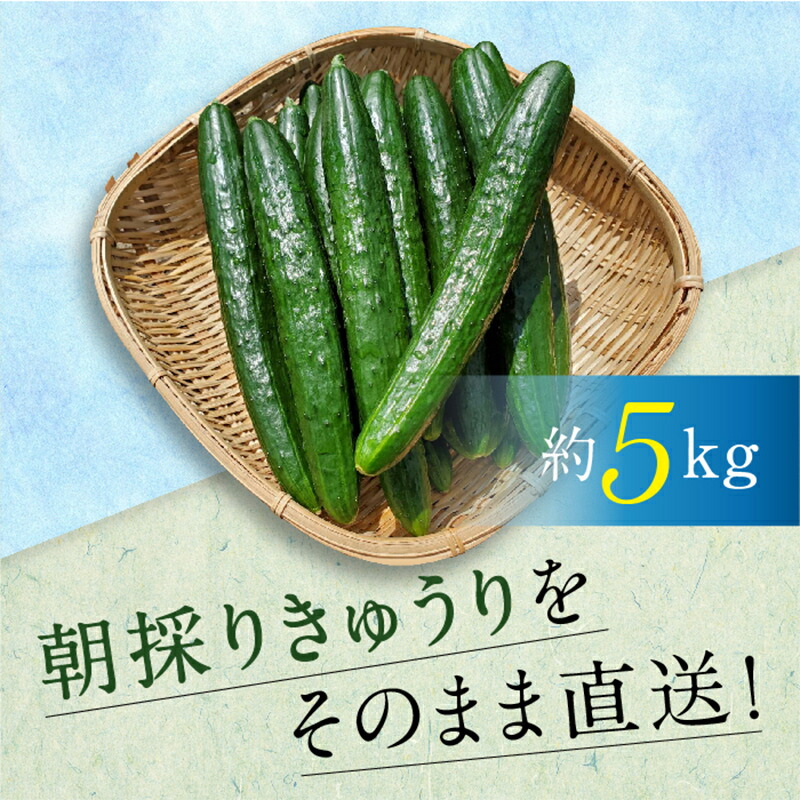 越田さんの朝採り胡瓜(きゅうり)5kg[岩手県三陸山田産] 山田町 野菜 夏野菜 食品 YD-137
