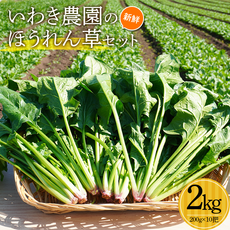 いわき農園の新鮮ほうれん草セット 2kg ホウレンソウ 野菜 食品 YD-609