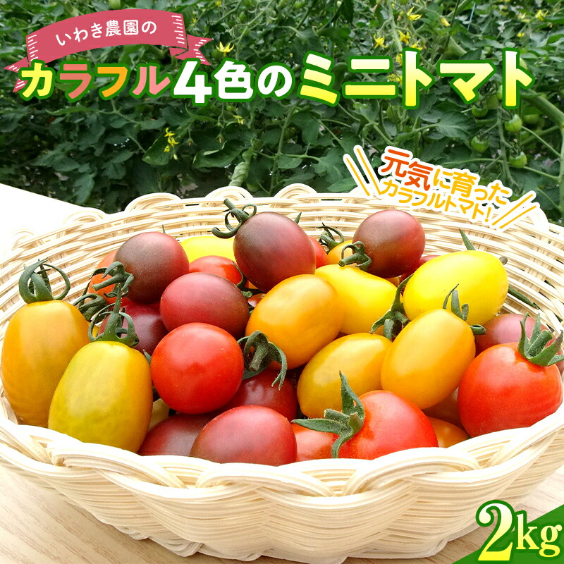 いわき農園のカラフル4色のミニトマト 2kg ≪7月中旬〜8月中旬発送≫ 三陸山田 山田町 野菜 夏野菜 プレミアムルビー トスカーナバイオレット イエローアイコ オレンジなつめっ娘 [配送日指定不可] サラダ お弁当 ミニトマト 食品 YD-664