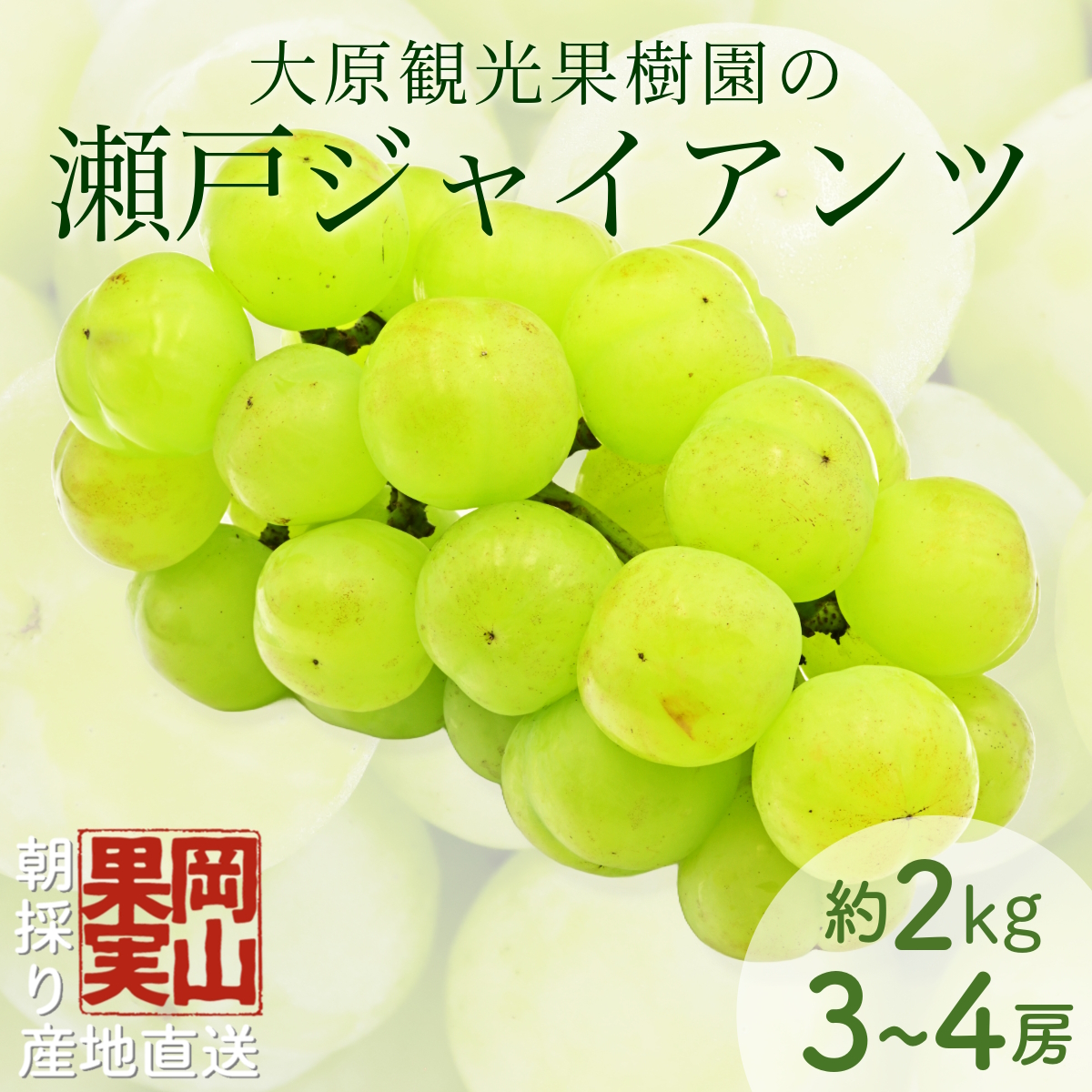 【2025年先行予約】［大原観光果樹園］瀬戸ジャイアンツ  3～4房（約2kg）【026-a016】