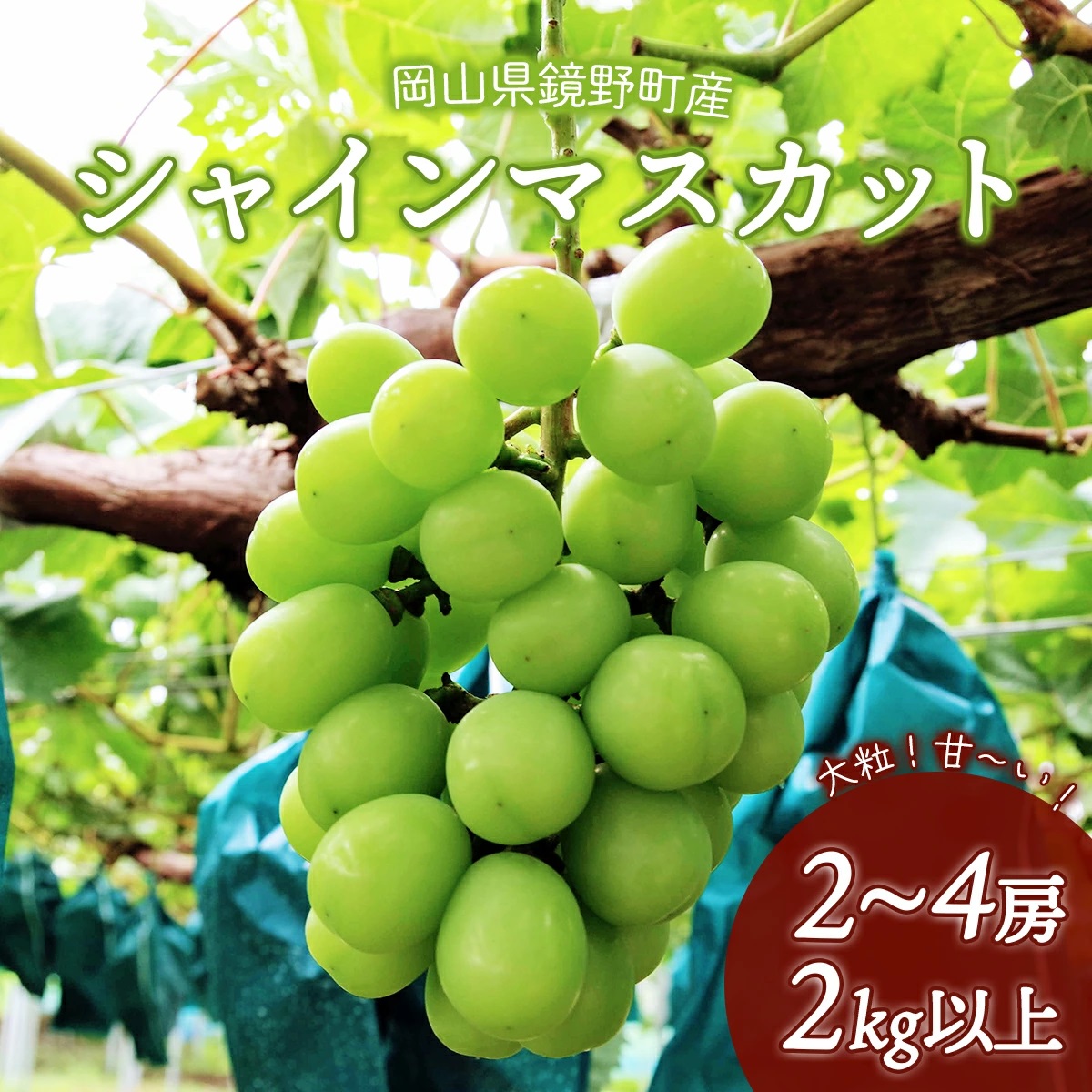 【期間限定】鏡野町産 シャインマスカット 2kg（2～4房）