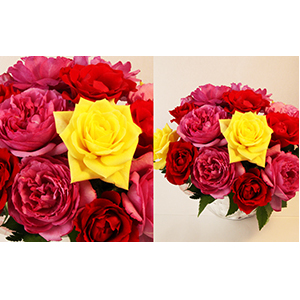 薔薇のアレンジメント(L) 植物 バラ お花 