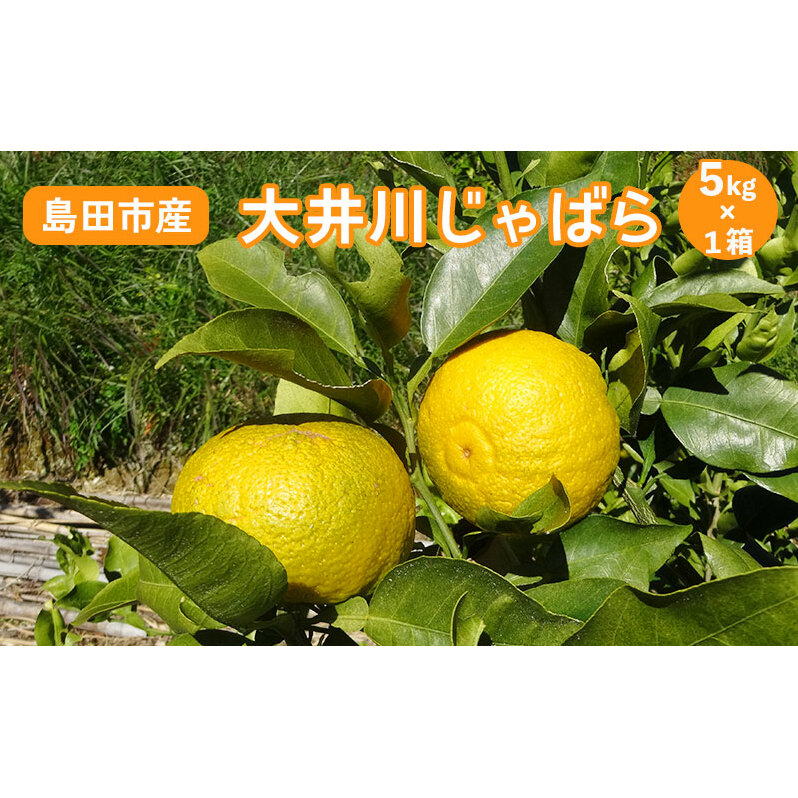 【2025年11月下旬より順次発送】 大井川 じゃばら 5kg×1箱 【 数量限定 ！】　花粉症 対策 柑橘 果物 フルーツ 柑橘類 花粉症状の緩和 