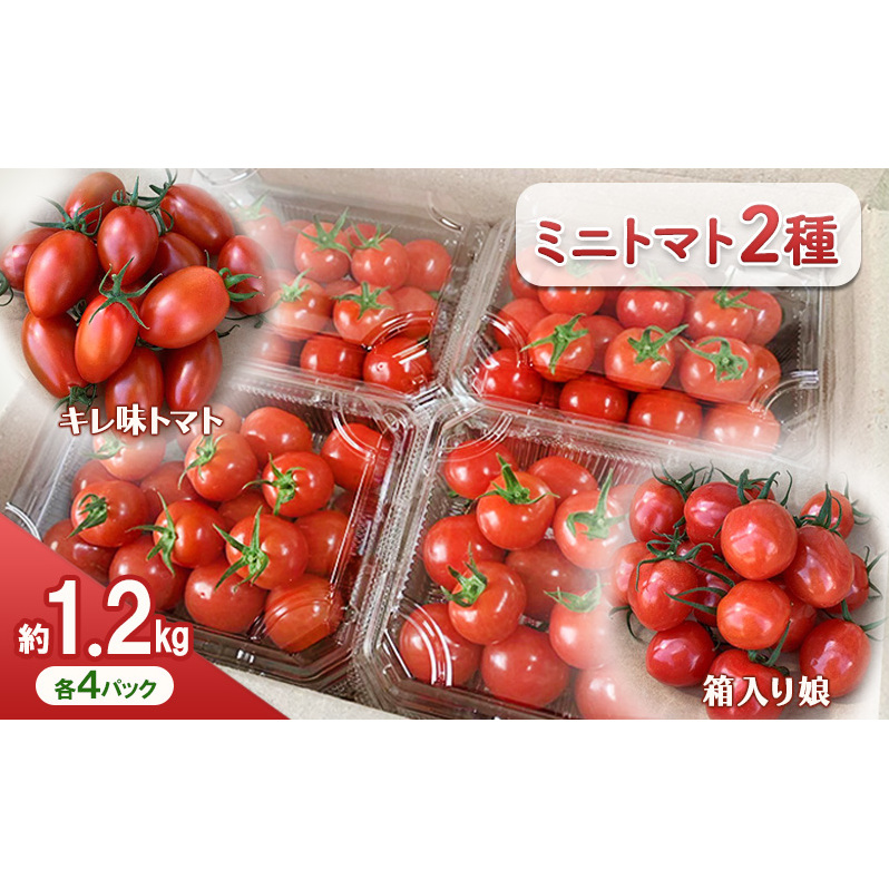 【11月中旬以降順次出荷】ミニトマト（2種）ご自宅用  [ ミニ とまと 高糖度 産地直送 野菜 ]