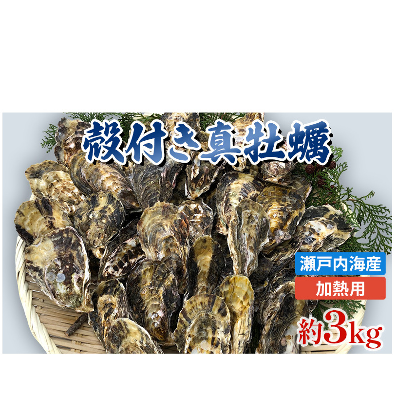【2026年1月中旬以降順次発送予定】旬にお届け!姫路産 殻付き真牡蠣(加熱用)約3kg / カキ かき 貝類 兵庫県 特産品 海鮮 海の幸 加熱用牡蠣 焼き牡蠣 酒蒸し バーベキュー BBQ
