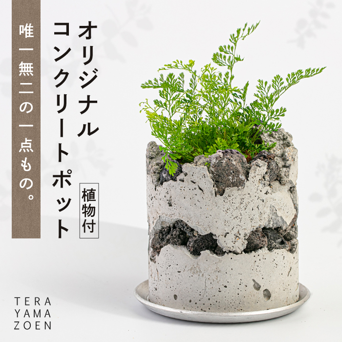 TERAYAMA ZOEN オリジナルコンクリートポット(植物付き) 糸島市 / NIWAMO 鉢 観葉植物 [AIO001] 鉢植え プランター インテリア 室内 玄関 観葉植物 植木 鉢 植物 グリーン