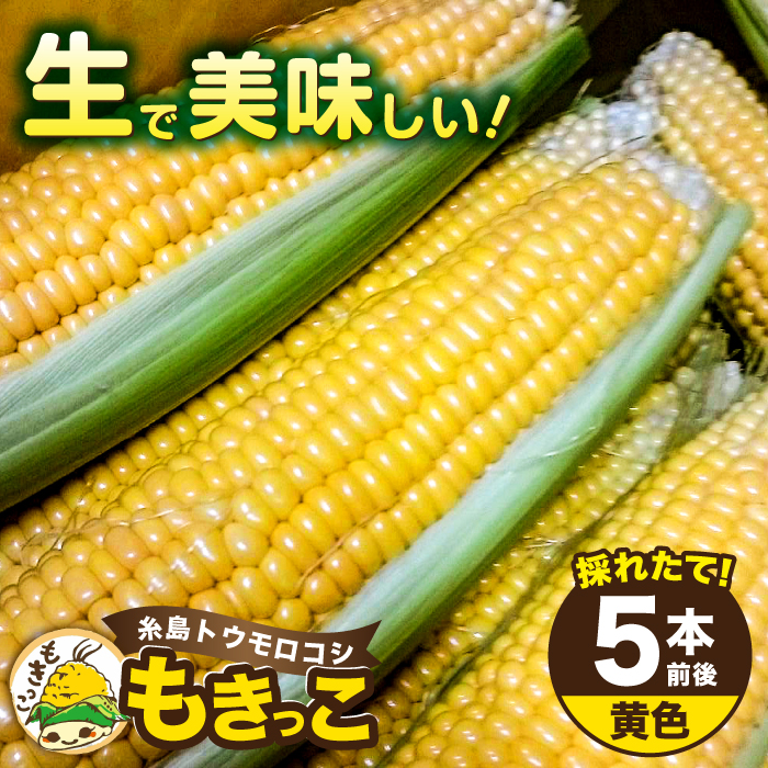 [先行予約]糸島産 トウモロコシ 「もきっこ」 黄 (5本前後) [2026年6月下旬以降順次発送]糸島市 / 内田農業 とうもろこし コーン [AZH004] とうもろこし トウモロコシ 野菜 コーン スイートコーン BBQ バーベキュー