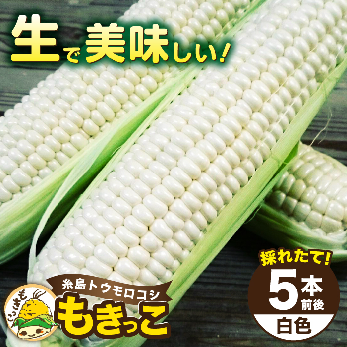 [先行予約]糸島産 トウモロコシ 「もきっこ」 白 (5本前後) [2026年6月下旬以降順次発送]糸島市 / 内田農業 とうもろこし コーン [AZH005] とうもろこし 野菜 コーン スイートコーン 甘い ホワイト 白 トウモロコシ