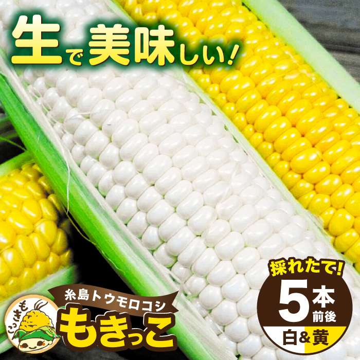 [先行予約]糸島産 トウモロコシ 「もきっこ」 白黄ミックス (5本前後) [2026年6月下旬以降順次発送]糸島市 / 内田農業 とうもろこし コーン [AZH006] とうもろこし 野菜 コーン スイートコーン 甘い ホワイト 白 トウモロコシ
