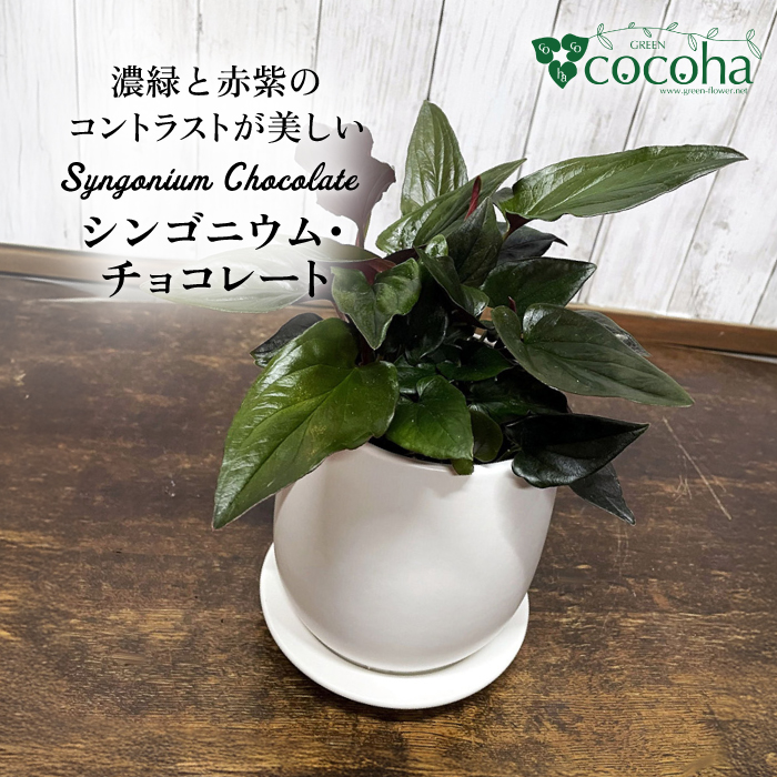 濃緑と赤紫のコントラストが美しい シンゴニウム・チョコレート 糸島市 / cocoha / 観葉植物 グリーン 緑 インテリア [AWB039] 観葉植物 緑 グリーン 暮らし インテリア 植物 鉢 おしゃれ 室内 ギフト