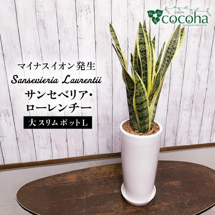 マイナスイオン発生 サンセベリア・ローレンチー大 スリムポットL 糸島市 / cocoha 観葉植物 グリーン 緑 インテリア [AWB040] 観葉植物 緑 グリーン 暮らし インテリア 植物 鉢 おしゃれ 室内 ギフト