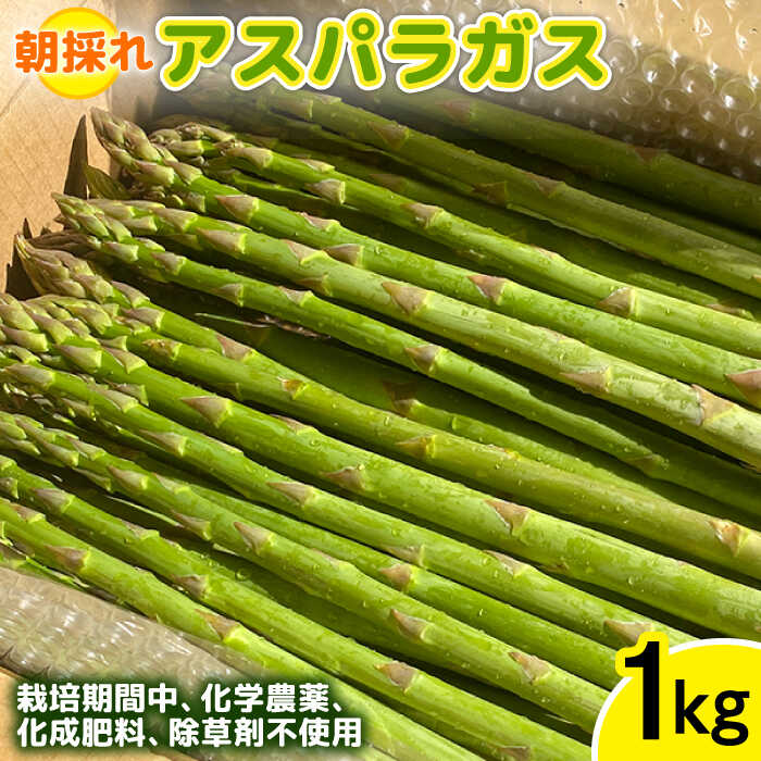 [先行受付]栽培期間中農薬不使用! 朝採れのアスパラガス 1kg [2026年3月中旬以降順次発送]糸島市 / ��橋農園 [ANM001] アスパラガス 1kg 野菜 やさい 期間限定 アスパラ 予約 産地直送