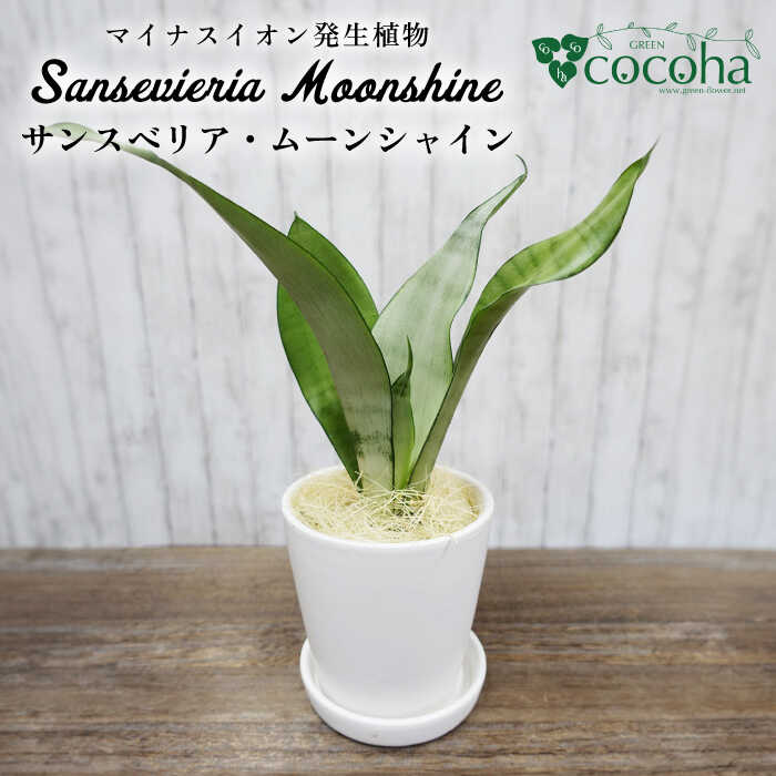 マイナスイオン発生植物『 サンスベリア ・ ムーンシャイン 』 糸島市 / cocoha 