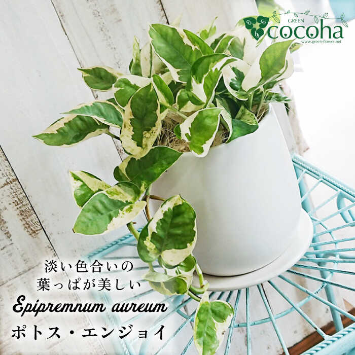 もっとも美しいポトスの進化型『 ポトス ・ エンジョイ 』 観葉植物 糸島市 / cocoha [AWB028] 観葉植物 グリーン 緑 インテリア 雑貨 暮らし 植物 室内 おしゃれ ギフト