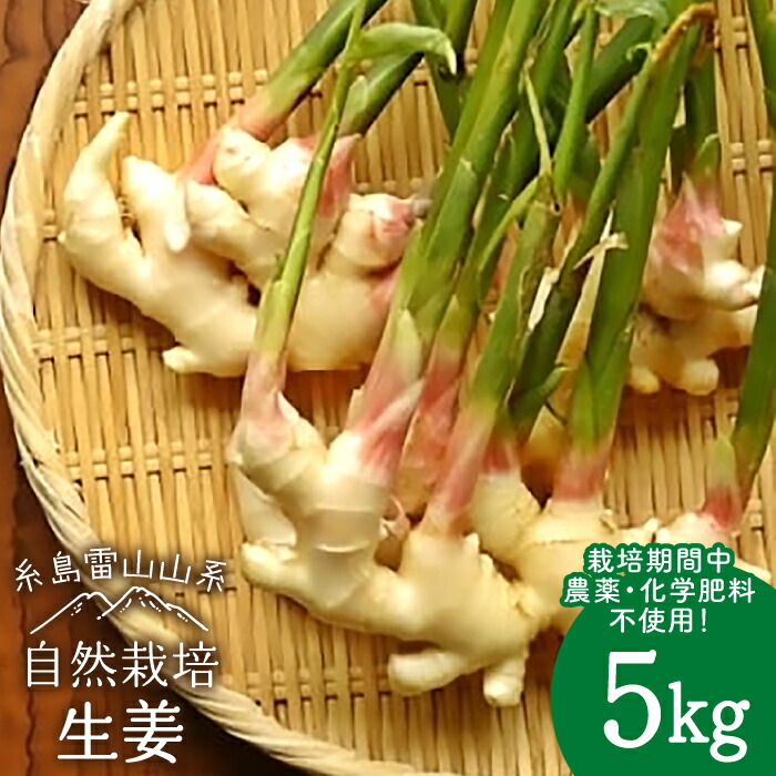 糸島産 生姜 5kg 自然栽培  糸島市 / 大石ファーム [ATE011]
