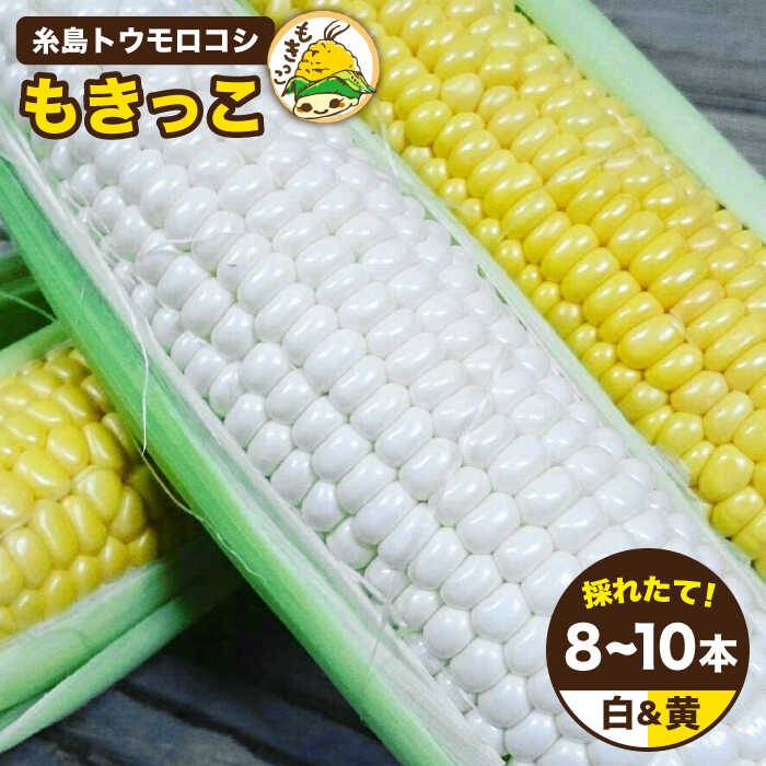 【先行予約】 糸島 トウモロコシ 『もきっこ』 白 黄 ミックス （ 10本前後 ）【2026年6月下旬以降順次発送】 《糸島》 【内田農業】  [AZH003]