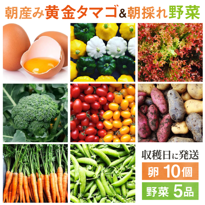 糸島の朝産み黄金タマゴ10個 朝どれ新鮮野菜5品 セット【福岡県糸島産】 糸島市 / オーガニックナガミツファーム 玉子 やさい 	[AGE046]