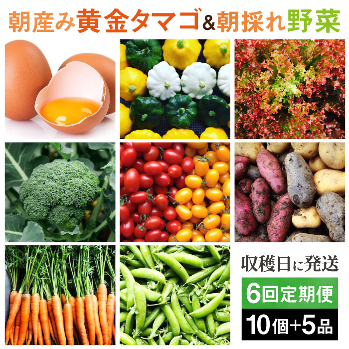 【全6回定期便】糸島の朝産み黄金タマゴ10個 朝どれ新鮮野菜5品 セット【福岡県糸島産】 糸島市 / オーガニックナガミツファーム 玉子 やさい 	[AGE048]