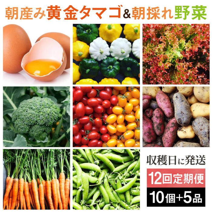 【全12回定期便】糸島の朝産み黄金タマゴ10個 朝どれ新鮮野菜5品 セット【福岡県糸島産】 糸島市 / オーガニックナガミツファーム 玉子 やさい 	[AGE049]