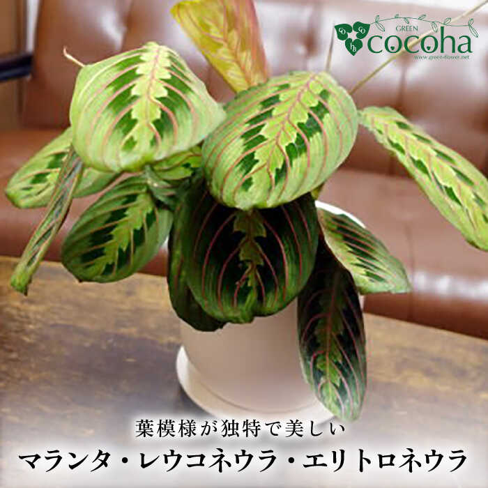 葉模様が独特で美しい 『マランタ・レウコネウラ・エリトロネウラ(ボスタス)』 糸島市 / cocoha 観葉植物 インテリア [AWB035] 観葉植物 植物 緑 インテリア グリーン 葉 リラックス ボスタス ギフト