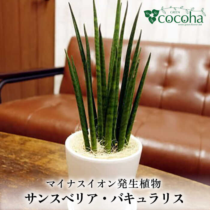 マイナスイオン発生植物 『サンスベリア・バキュラリス』 糸島市 / cocoha 観葉植物 グリーン インテリア [AWB036] 観葉植物 植物 マイナスイオン サンスベリア バリキュラス グリーン インテリア