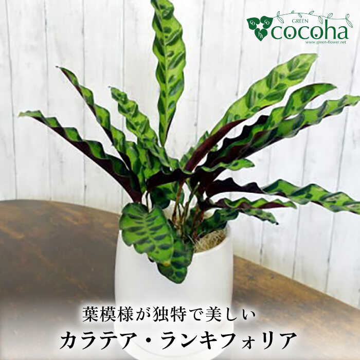 葉模様が独特で美しい 『カラテア・ランシフォリア (インシグニス)』 糸島市 / cocoha 観葉植物 グリーン 緑 インテリア [AWB037] 観葉植物 植物 カラテア インシグニス グリーン 緑 インテリア 鉢 リラックス