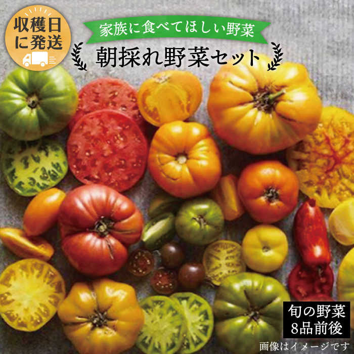 朝採れ！ 糸島 野菜 セット （ 8品 前後 ） 《糸島》【オーガニックナガミツファーム】 	[AGE003]