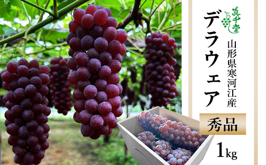 有機堆肥栽培 ぶどう「デラウェア」1kg（5～8房） 種なし 秀品 L～2Lサイズ 【2025年7月下旬頃～8月中旬頃発送予定】／ 2025年産 令和7年産 果物 フルーツ 葡萄 グレープ 産地直送 新鮮 デラウエア 東北 山形県産 山形産 寒河江市　007-B-SD001