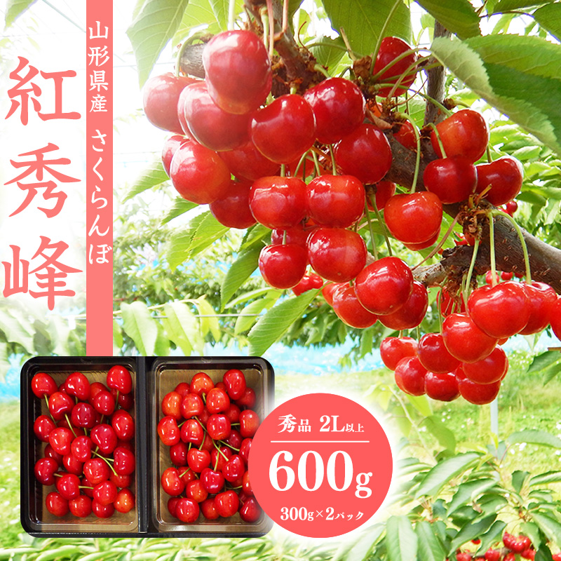 【先行予約】さくらんぼ 「紅秀峰」2Lサイズ以上 秀品 600g(300g×2) 化粧箱入り 2026年産 令和8年産 山形県産 【2026年6月中旬頃~7月上旬頃発送予定】 ※配送不可 沖縄・離島 024-A-SW001