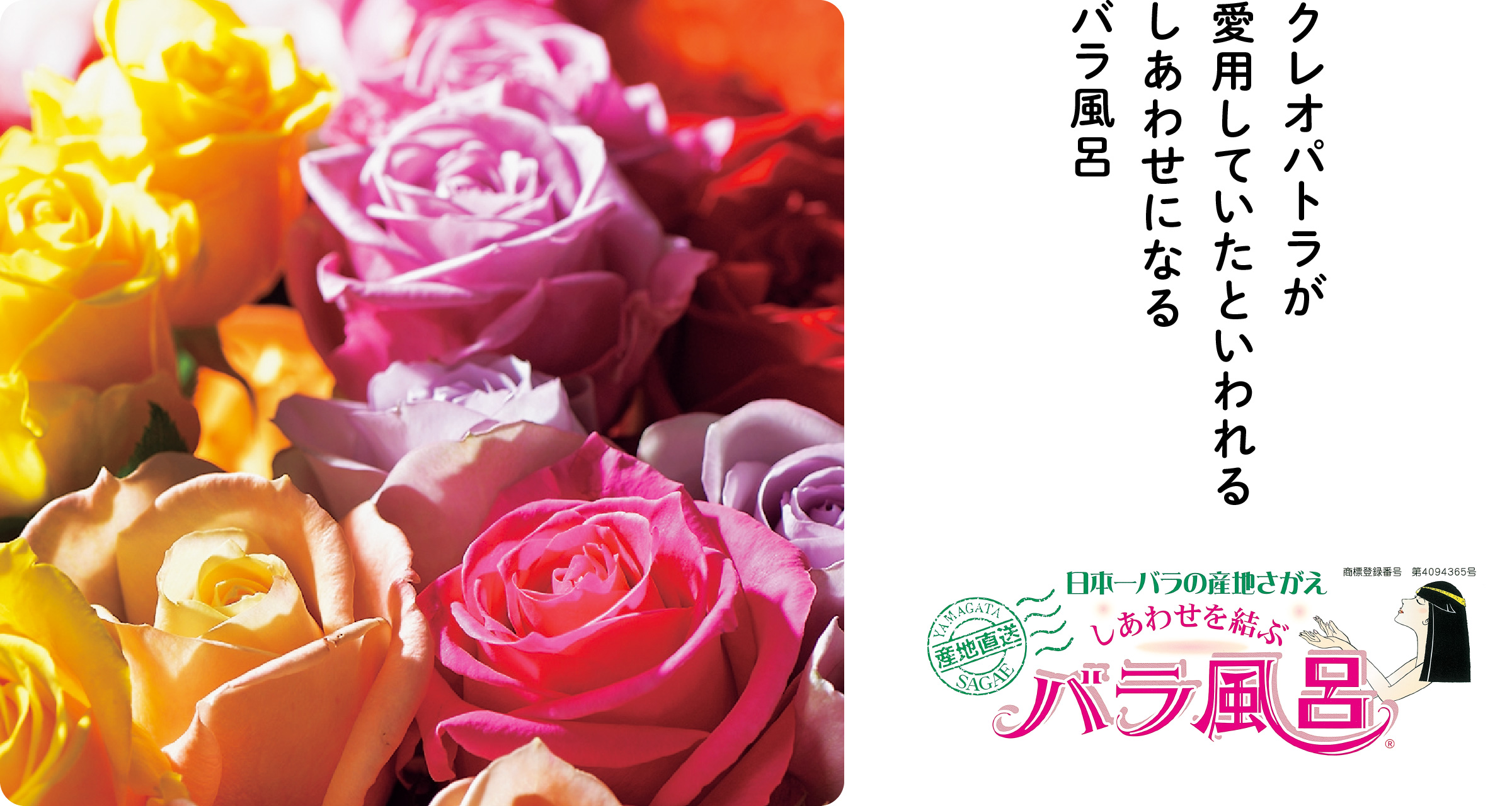 ご自宅用 バラ風呂セット(24輪)山形県産 / 薔薇 お取り寄せ 特産 名物 産地直送 ばら ギフト プレゼント フラワー ローズ 花 祝 贈答 記念 植物 癒し 香り 豪華 女子力 彼女 妻 母 女性 友達 コスプレ バス リラックス 撮影 国産 東北 山形 011-K-JS001
