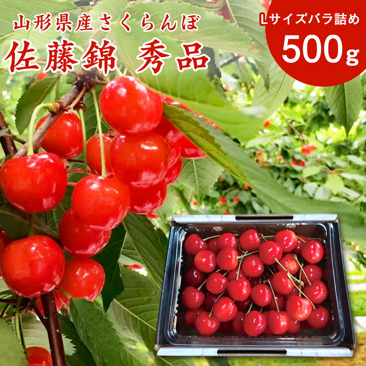 【先行予約】令和8年産 山形県産 こだわり農家の新鮮 さくらんぼ 500g Lサイズ 秀品「佐藤錦」 生産者直送 【2026年5月下旬頃から6月中旬頃発送予定】※ 配送不可 沖縄・離島　 015-A-JF031