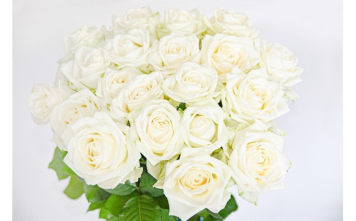 【白系】薔薇の花 20本×長さ60cm (切り花延命剤付属)※ 配送不可 沖縄・離島 018-K-MM034-white