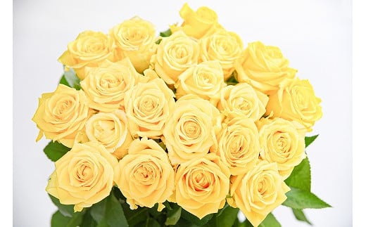 【黄色系】薔薇の花 20本×長さ60cm (切り花延命剤付属)※ 配送不可 沖縄・離島 018-K-MM034-yellow
