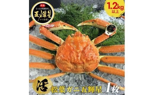 【活】鳥取ブランド 松葉ガニ 『五輝星』※2025年11月上旬~2026年3月下旬頃に順次発送予定※着日指定不可