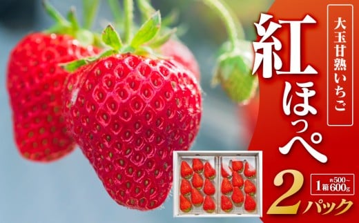 329.大玉甘熟いちご『紅ほっぺ』 ※2026年1月中旬頃~2026年3月下旬頃に順次発送予定 | いちご 苺 フルーツ 果物 新鮮 甘い おすすめ 人気 プレミアム 鳥取県 北栄町