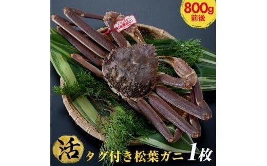 【早期受付】【活】タグ付き松葉ガニ 大1枚(800g前後)《かに カニ 蟹 ズワイガニ》※着日指定不可※2025年11月上旬頃から順次発送予定