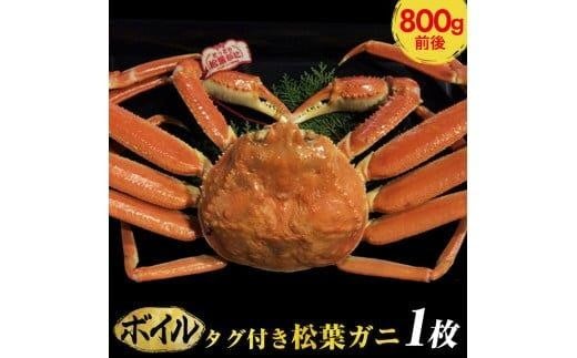 【早期受付】【ボイル】タグ付き松葉ガニ 大1枚(800g前後)《かに カニ 蟹 ズワイガニ》※着日指定不可※2025年11月上旬頃から順次発送予定