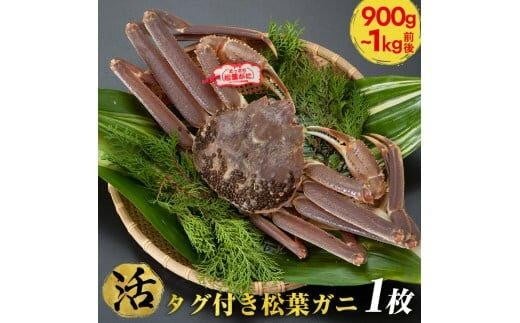 【早期受付】【活】タグ付き松葉ガニ 特大1枚(900g~1kg前後)《かに カニ 蟹》※着日指定不可※2025年11月上旬頃から順次発送予定