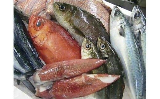125.鮮魚セット ｜ 魚 いか さば 鯖 海鮮 海鮮セット 詰合せ 鳥取県産 北栄町 おすすめ 人気