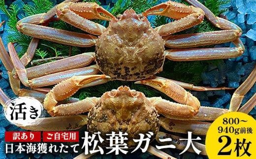 112.【先行予約】【活き】訳あり ご自宅用日本海獲れたて松葉ガニ 大 800~940g前後 2枚 ※2025年11月上旬~2026年3月上旬頃に順次発送予定【家庭用 松葉ガニ 松葉蟹 蟹 かに 甲殻類 ズワイガニ 鳥取県 北栄町 おすすめ 人気 送料無料】