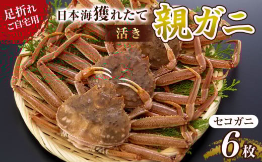 120.【先行予約】【活き】訳あり 足折れ ご自宅用 日本海獲れたて親ガニ(セコガニ)6枚 ※2025年11月上旬~12月下旬頃に順次発送予定【家庭用 松葉ガニ 松葉蟹 蟹 かに 甲殻類 ズワイガニ 鳥取県 北栄町 おすすめ 人気 送料無料】