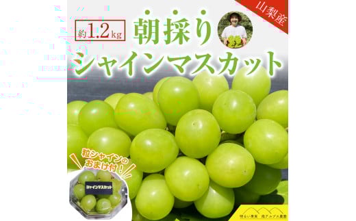 ＜2026年発送分先行予約＞シャインマスカット2房（約1.2kg） ALPAQ001