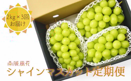 【2026年先行予約】シャインマスカット贅沢定期便2㎏×3回 ALPAJ024