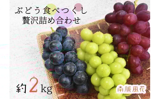 <2026年発送分先行予約>皮ごと食べられる!希少ぶどう3色特別詰め合わせ約2.0㎏ ALPAJ009