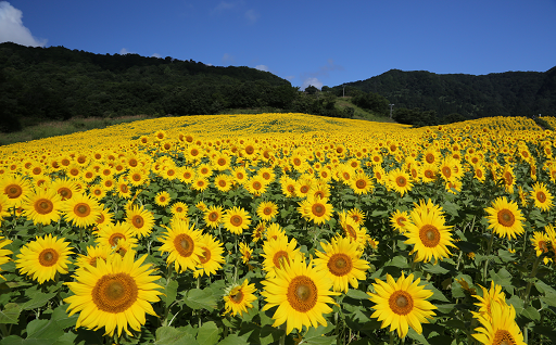 ６三ノ倉高原の花畑づくり