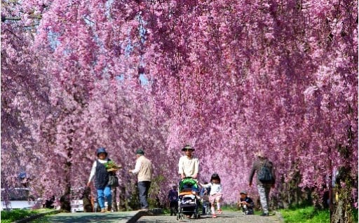 ７日中線記念自転車歩行者道しだれ桜並木の観光地づくり