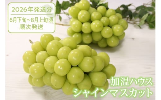 クール配送 加温ハウス「マルエス農園」シャインマスカット 合計1.2kg以上（2～3房）【2026年発送】（MS）D-121 【シャインマスカット 葡萄 ぶどう ブドウ 令和8年発送 期間限定 山梨県産 甲州市 フルーツ 果物 クール便】