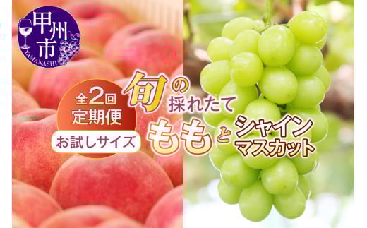 [定期便][お試しサイズ]旬の採れたて2回定期便(桃・シャインマスカット)[2025年発送](HO)B14-1410 [桃 もも モモ シャインマスカット 葡萄 ぶどう ブドウ 令和7年発送 期間限定 山梨県産 甲州市 フルーツ 果物]