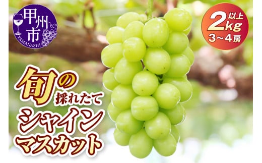 旬の採れたて大粒シャインマスカット2.0kg以上（3房～4房）【2026年発送】（HO）B18-401